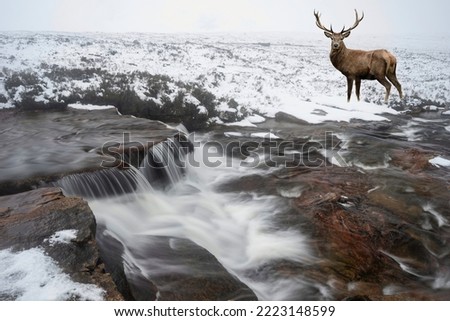 Composite image of red deer stag in Winter landscape in Scottish Highlands with River caoe in foreground Royalty-Free Stock Photo #2223148599