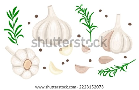 
Set of ripe garlic, garlic clove, garlic bulb, rosemary sprigs and peppercorns. Illustration in flat style isolated on white background.