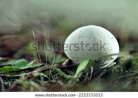 small mushroom with a hat whose shape resembles a white egg