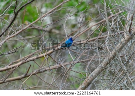 A male Indigo Bunting perches on a tree in Tawas Point State Park, near East Tawas, Michigan.