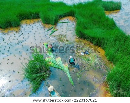 Top view Farmers harvest Lepironia articulata, vietnamese name is co bang. It is harvested by people in the Mekong Delta to make handicraft products. Bang grass is used to make products such as straws