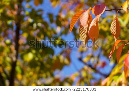 Pictures of autumn leaves that remind us of the coming of autumn.