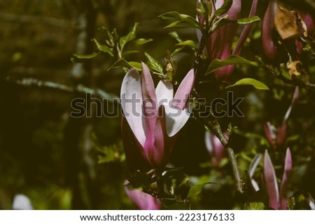 Beautiful close-up of a colorful magnolia flower