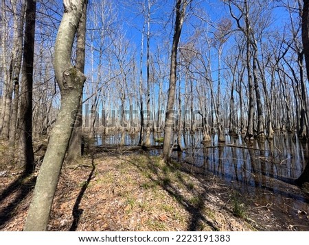 Trees in swamp and small lake in city of Sherwood