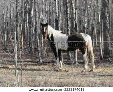 Beautiful painted horse of white, black and brown standing behind a fence and in front of bare birch trees.