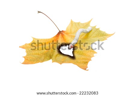 No smoking concept illustrated by cigarette burned hole in leaf isolated on white background