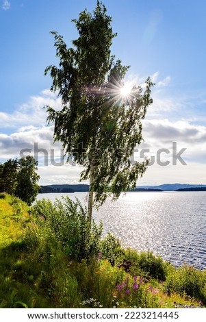 Lake water glistens in the sun. Light white clouds in the blue sky illuminated by the sunrise. The shore is overgrown with grass and wildflowers. Successful trip to the north of Europe
