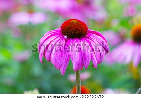 Rudbeckia Coneflower flowers