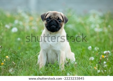 pug puppy playing in nature Royalty-Free Stock Photo #2223233845