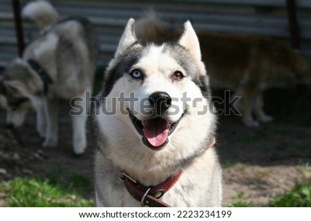 Wonderful picture of a different eyes of Siberian Husky dog. On the background are dogs.