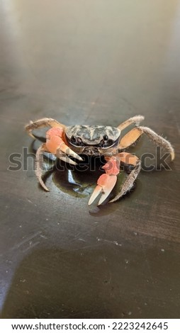 baby crab taken with top angle