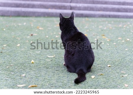  Halloween black witches cat. Sitting on the pavement black stray cat in Istanbul city. Turkey
