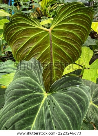 Close up upper and lower leaves of Philodendron splendid (Melanochrysum x verrucosum) Jungle plant aroid heart leaf velvet foliage. Royalty-Free Stock Photo #2223246693