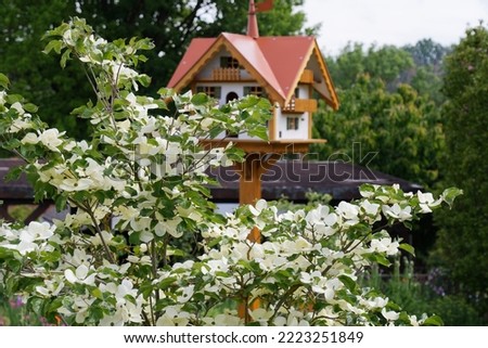 Cornus 'Venus' is a dogwood with large white flowers