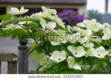 Cornus 'Venus' is a dogwood with large white flowers