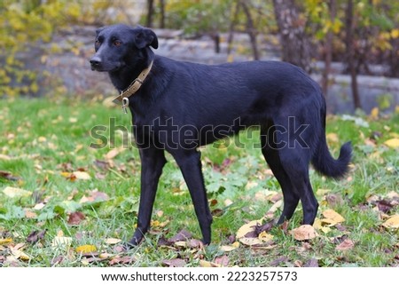 black laika dog full body photo on green grass background