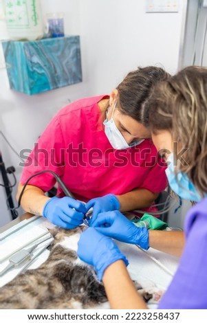Veterinary clinic with a cat, veterinarians working on the operation of the mouth and teeth