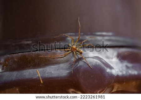 Brown yellow spider with long legs on brown metallic reflective surface. Macro shot of an arachnid hairy insect on brown background. Arthropod hunter with spiny paws. Natural background of arthropods.