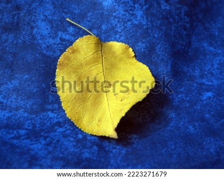 Autumn leaf on blue backgroun. Blue-yellow consept.      