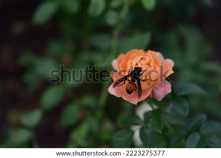 Bees and orange rose in Tao Dan Vietnam