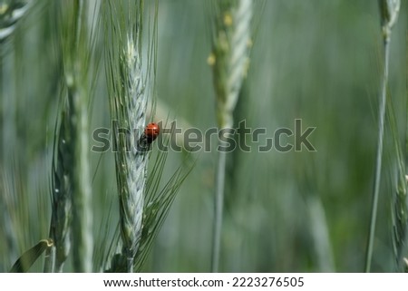 Ladybug close up on a rye plant in nature