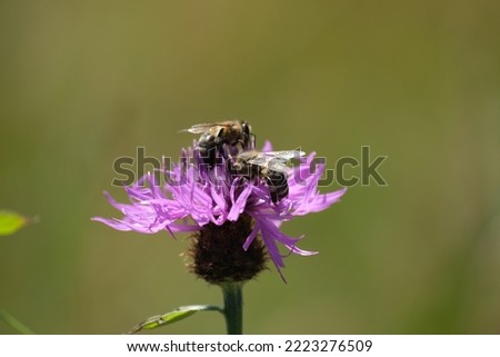Two bees on a purple wildflower in nature