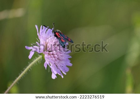 The six spot burnet moth in nature on a field scabious flower in the wild