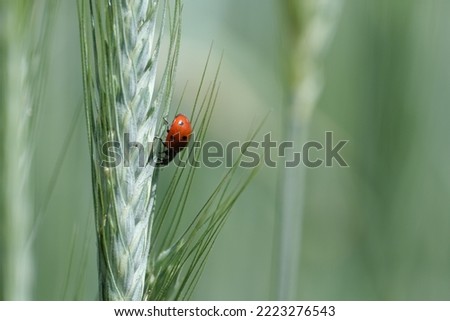 Side view of a ladybug close up in nature on a plant