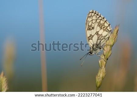 Marbled white butterfly close up on a plant in nature, natural environment