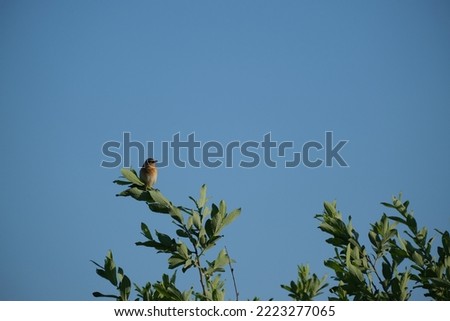 Whinchat bird in nature on branch, natural environment