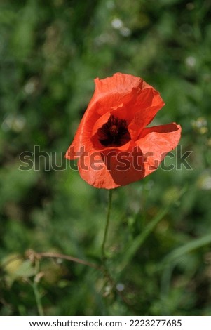 Vertical image of a poppy flower in the wind, natural background