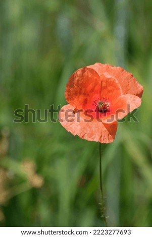 Red poppy flower in nature, vertical image