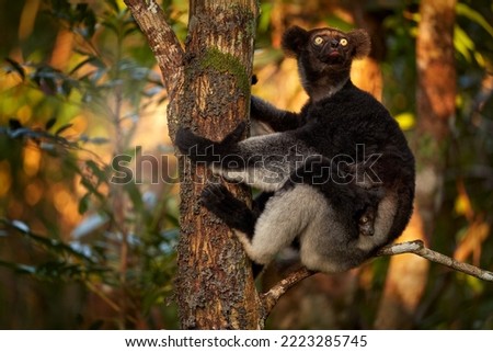 Wildlife Madagascar, babakoto, Indri indri, monkey with young babe cub in Kirindy Forest, Madagascar. Lemur in the nature habitat. Sifaka on the tree, sunny day. Largest living lemur. Royalty-Free Stock Photo #2223285745