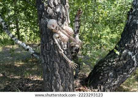 A frightening skeleton with a skull hanging from a tree. A human skeleton hanging from a tree trunk. Halloween. Frightening find in the green summer forest