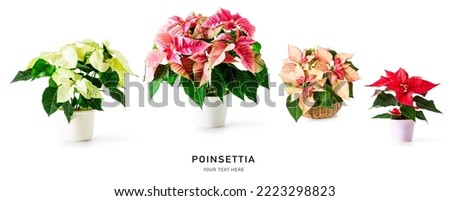 Poinsettia christmas star flower collection and creative banner isolated on white background. Potted winter plants layout. Floral design element. Holiday concept
 Royalty-Free Stock Photo #2223298823