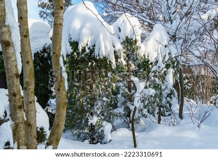 Winter fairy tale in garden. Calm picture of snow-covered garden. Close-up of evergreen plants covered with white fluffy snow. Selective focus. Nature concept for magic theme to New Year and Christmas