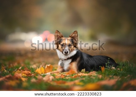 autumn mood. Mongrel dog with leaves. Gold and red, walk in the park