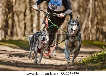 Running Siberian Husky sled dogs in harness pulling scooter on autumn forest dry land, outdoor Husky dogs scootering. Autumn dog scootering championship in woods of running Siberian Husky dogs Royalty-Free Stock Photo #2223336679