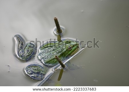 a large green frog floats in the murky water