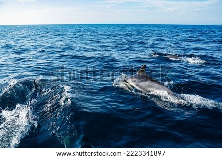 common dolphin pod leaping in bright blue ocean off the coast of San Diego. Whale watching tours in California USA. Wildlife preservation and marine biodiversity