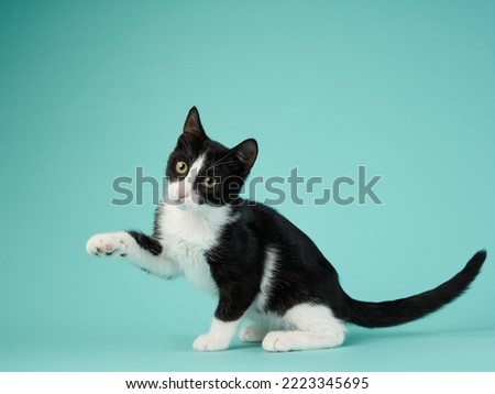 black and white kitten play on a mint background. young cute cat in the studio Royalty-Free Stock Photo #2223345695