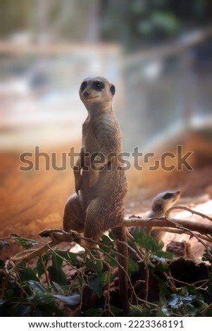 Meerkat on blurred background, safari Israel — Stock Photo