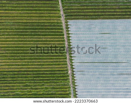 Aerial view of orchard with apple trees during sunset. The fields are covered with a hail net. Beautiful outdoor countryside scenery from the drone view. Lots of flowering plants and trees. Autumn 