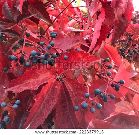 Autumn leaves. Welcoming autumn. Yellow, red, and orange leaves with purple berries. November background photo. Leafy background. Fall of leaves. Leaf  texture. Relaxation photo
