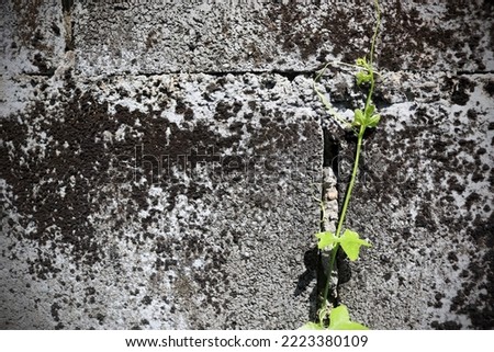 Green ivy growing on the old wall. Also known as Coccinia grandis L. Voigt. With copy space