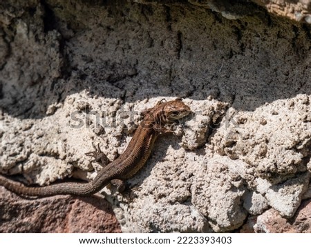 Young Viviparous lizard or common lizard (Zootoca vivipara) sunbathing in the brigth sun on the vertical rock wall in the garden in early spring Royalty-Free Stock Photo #2223393403