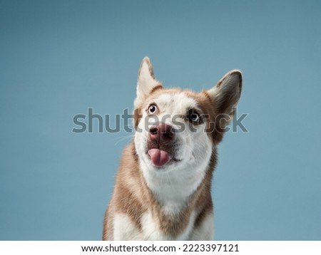 Funny husky on a blue background. Beautiful happy dog in the studio