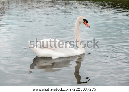 European swans swimming in small river in Germany