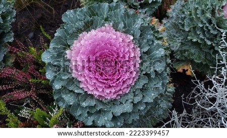 Daugavpils,Latvia 10-06-2022.Decorative cabbage in the autumn flowerbed. Green and lilac leaves with raindrops. Royalty-Free Stock Photo #2223399457