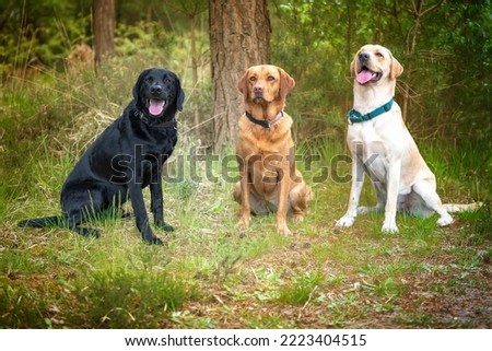 Three labradors, black, yellow, and fox red, posing in the forest